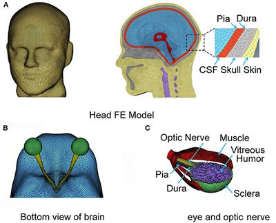 The Biomechanics of Indirect Traumatic Optic Neuropathy Using a Computational Head Model With a Biofidelic Orbit